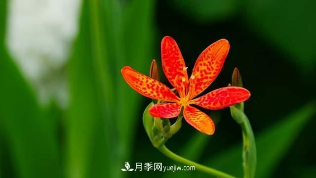 6種宿根花卉，好看好養(yǎng)，觀賞性強(qiáng)綠化帶很常見(圖6)