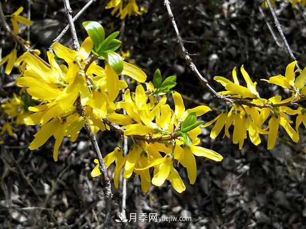 連翹能在冬季扦插嗎？連翹什么時(shí)候扦插種植？(圖2)