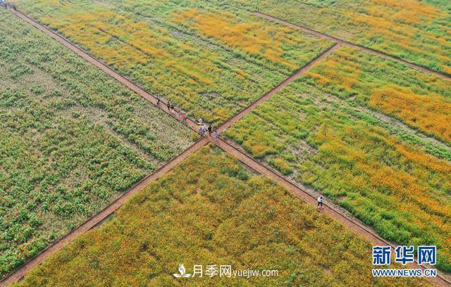 回顧記錄，中國月季展覽會(huì)花開阜陽(圖3)