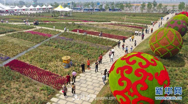 回顧記錄，中國月季展覽會(huì)花開阜陽(圖1)