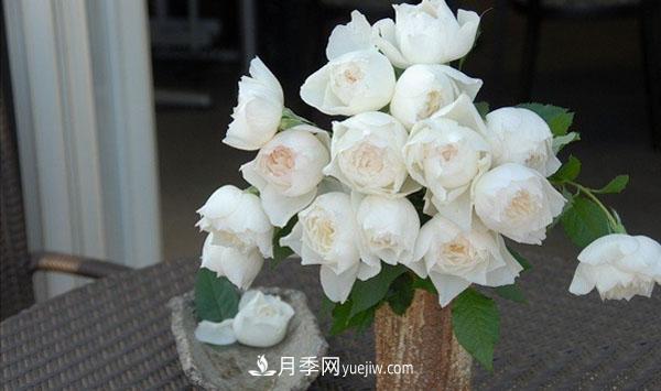 心之水滴月季，白色的切花月季推薦(圖2)
