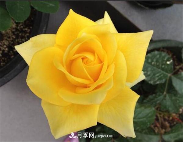5種高顏值黃色系月季，漂亮又好養(yǎng)(圖1)
