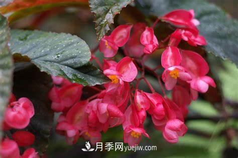 有3種花養(yǎng)在室內(nèi)長得好，葉子還能葉插成活(圖1)