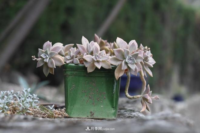 有3種花養(yǎng)在室內(nèi)長得好，葉子還能葉插成活(圖4)
