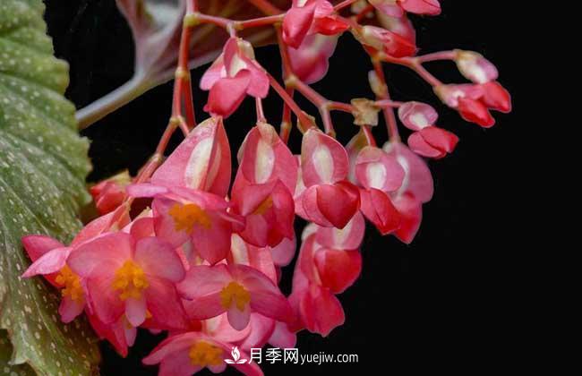 有3種花養(yǎng)在室內(nèi)長得好，葉子還能葉插成活(圖2)