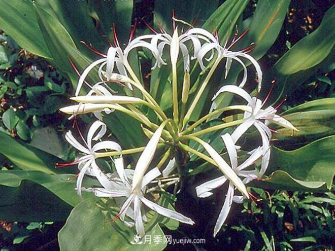 有3種花養(yǎng)在室內(nèi)長得好，葉子還能葉插成活(圖5)