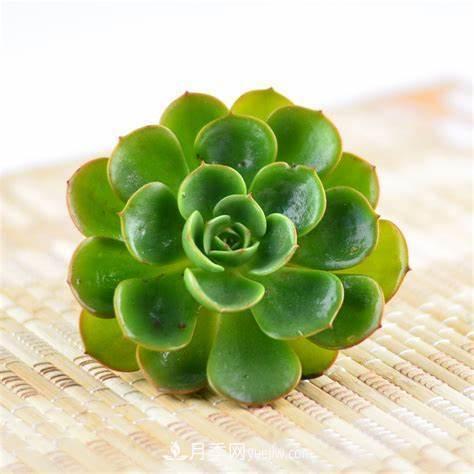 有3種花養(yǎng)在室內(nèi)長得好，葉子還能葉插成活(圖3)