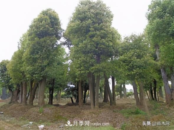 全冠香樟、切桿香樟、骨架香樟有什么區(qū)別(圖4)