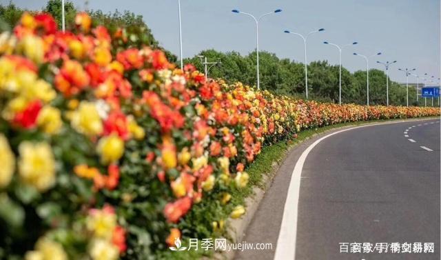 春色滿園關(guān)不住，為何月季領(lǐng)風(fēng)騷(圖2)