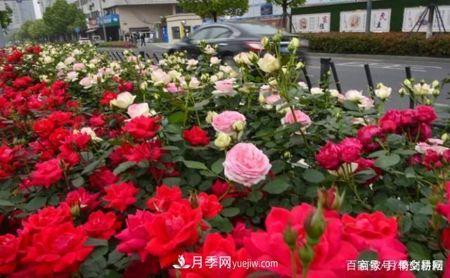 春色滿園關(guān)不住，為何月季領(lǐng)風(fēng)騷(圖3)