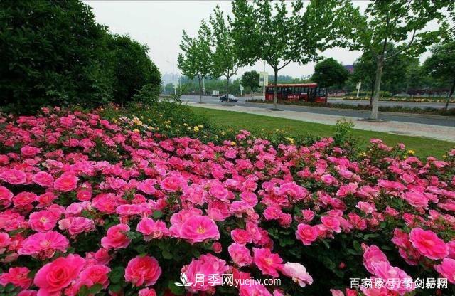 春色滿園關(guān)不住，為何月季領(lǐng)風(fēng)騷(圖4)