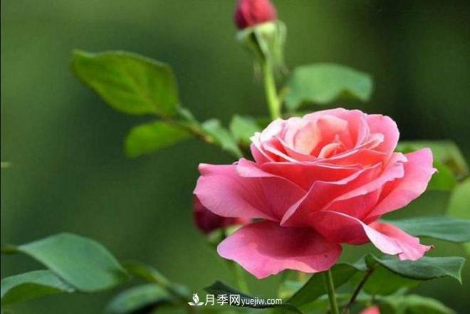 淮北市的市花是什么？月季花的花語寓意(圖2)