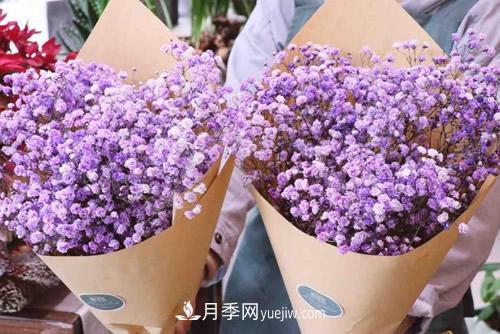 紫色滿天星的花語是什么？紫色滿天星適合送給什么人？(圖1)