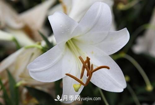 百合花粉百合香水百合，花語代表什么？(圖1)