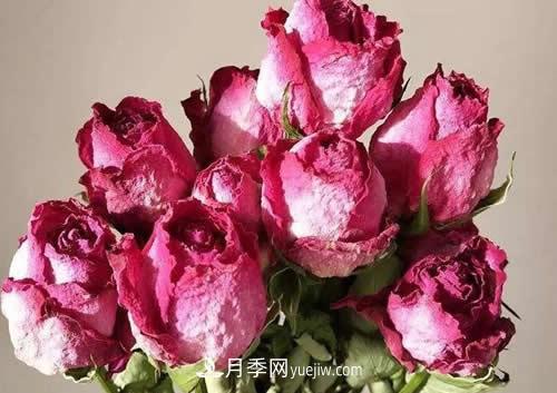 干花玫瑰花怎么護(hù)理？(圖1)