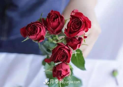 多頭玫瑰應(yīng)該怎么養(yǎng)護(hù)？(圖1)