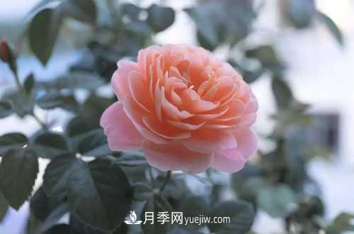 養(yǎng)護月季時需要扦插的時候都要注意哪些事項？(圖1)