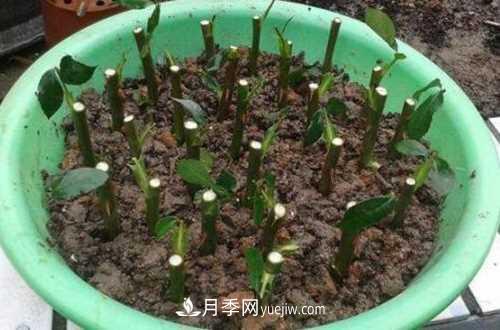養(yǎng)護月季時需要扦插的時候都要注意哪些事項？(圖3)