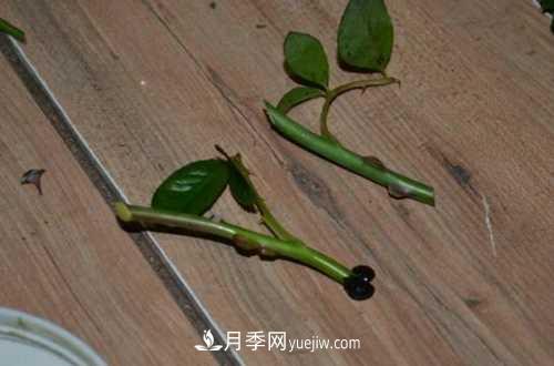 養(yǎng)護月季時需要扦插的時候都要注意哪些事項？(圖2)