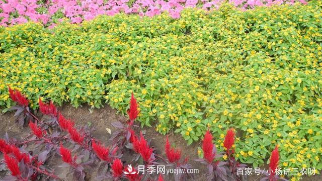 十條扶持政策，身為苗木人，你一定要知道(圖4)