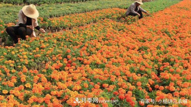 十條扶持政策，身為苗木人，你一定要知道(圖1)