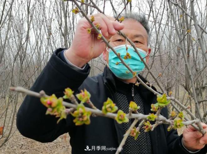 連云港浦南鎮(zhèn):苗木和生態(tài)土雞面臨滯銷盼解困(圖1) 連云港浦南鎮(zhèn):苗木和生態(tài)土雞面臨滯銷盼解困(圖1)