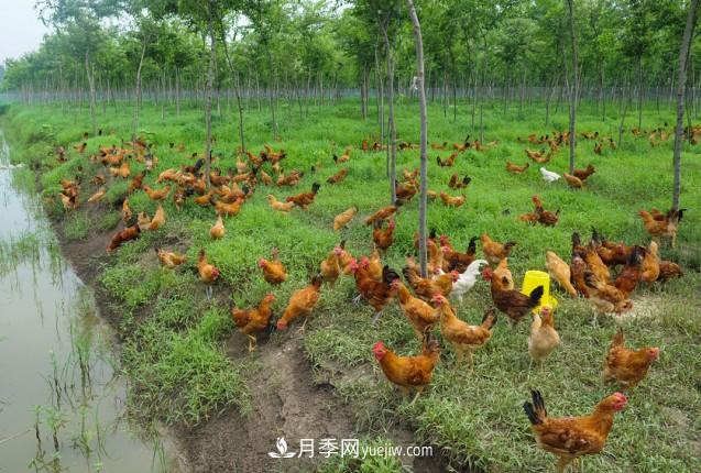 連云港浦南鎮(zhèn):苗木和生態(tài)土雞面臨滯銷盼解困(圖4) 連云港浦南鎮(zhèn):苗木和生態(tài)土雞面臨滯銷盼解困(圖4)