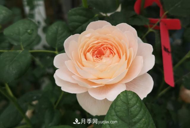 月季和玫瑰，她們都叫Rose！美麗與浪漫的化身(圖1)