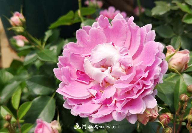 月季和玫瑰，她們都叫Rose！美麗與浪漫的化身(圖2)