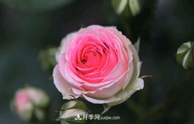 月季和玫瑰，她們都叫Rose！美麗與浪漫的化身(圖3)