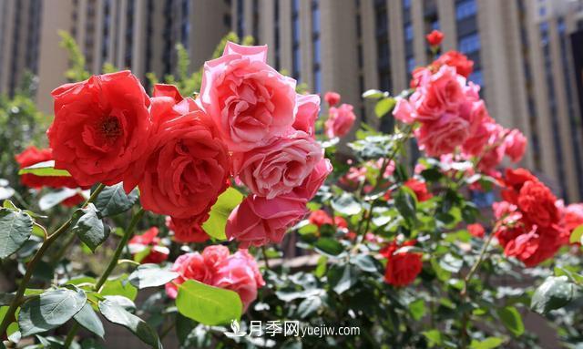 月季花好養(yǎng)嗎？給你養(yǎng)殖方法，養(yǎng)過后就欲罷不能(圖1)