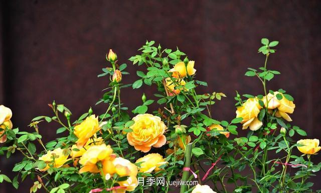 月季花好養(yǎng)嗎？給你養(yǎng)殖方法，養(yǎng)過后就欲罷不能(圖3)