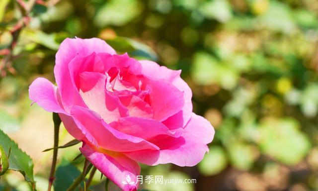 月季花好養(yǎng)嗎？給你養(yǎng)殖方法，養(yǎng)過后就欲罷不能(圖2)