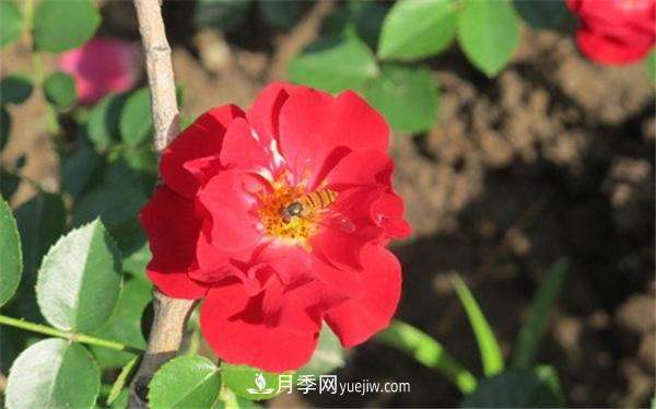 地被月季的小知識(shí)和代表品種(圖1)