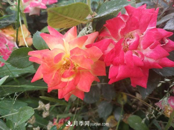 地被月季有哪些品種？紅色、黃色、白色、藍(lán)色？(圖1)