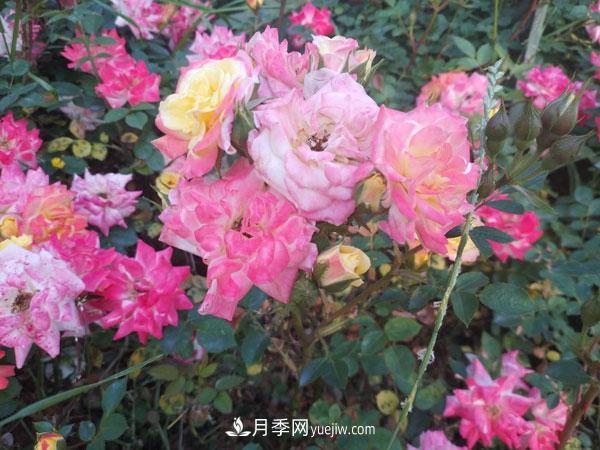 地被月季有哪些品種？紅色、黃色、白色、藍(lán)色？(圖2)