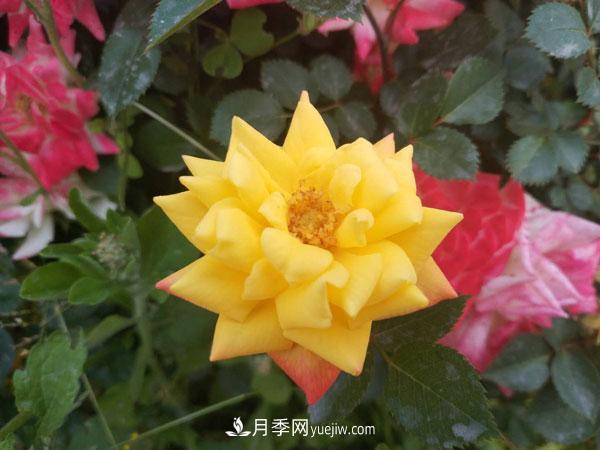 地被月季有哪些品種？紅色、黃色、白色、藍(lán)色？(圖6)