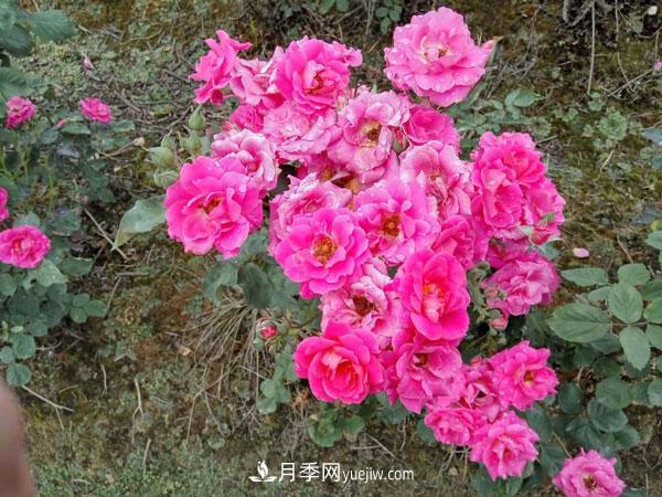地被月季有哪些品種？紅色、黃色、白色、藍(lán)色？(圖7)