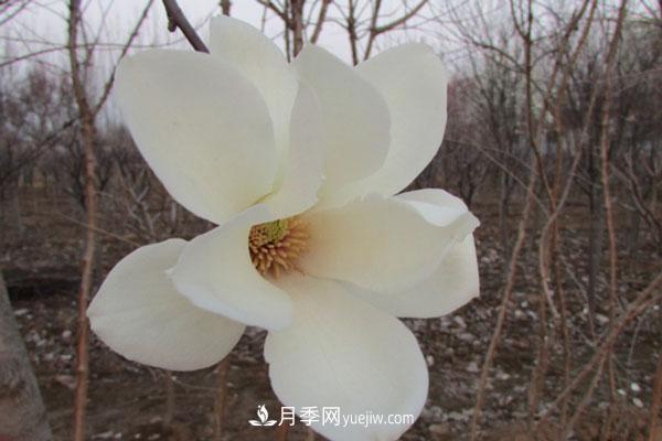 廣玉蘭和白玉蘭的區(qū)別，不同與相同之處(圖1)