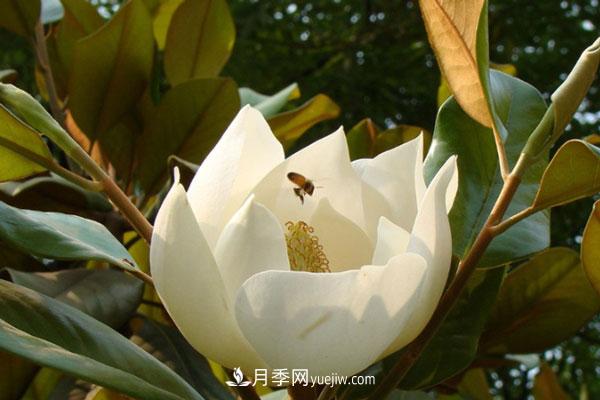 廣玉蘭和白玉蘭的區(qū)別，不同與相同之處(圖2)