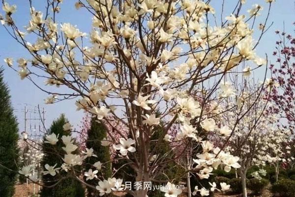 廣玉蘭和白玉蘭的區(qū)別，不同與相同之處(圖7)