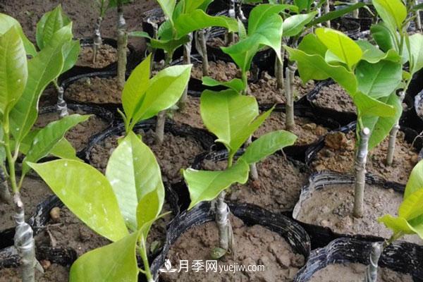 廣玉蘭和白玉蘭的區(qū)別，不同與相同之處(圖5)