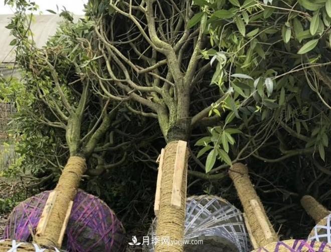 看葉子如何區(qū)分桂花樹(shù)的品種(圖3)