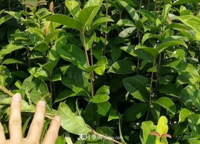 看葉子如何區(qū)分桂花樹(shù)的品種(圖1)