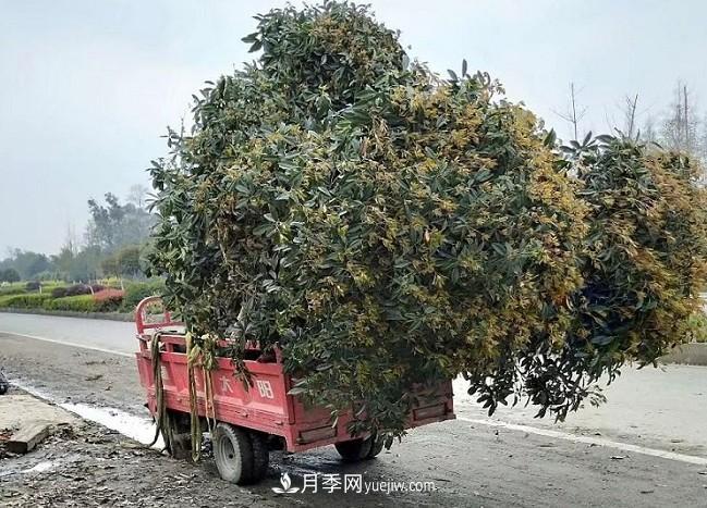 看葉子如何區(qū)分桂花樹(shù)的品種(圖2)