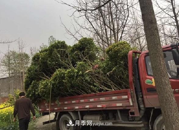 夏季移植桂花苗的注意事項(xiàng)(圖3)