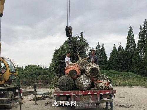 月季、苗木、樹木移栽怎樣不垮土？(圖3)