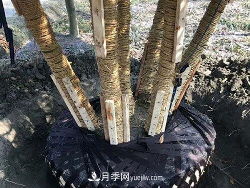 月季、苗木、樹木移栽怎樣不垮土？(圖2)
