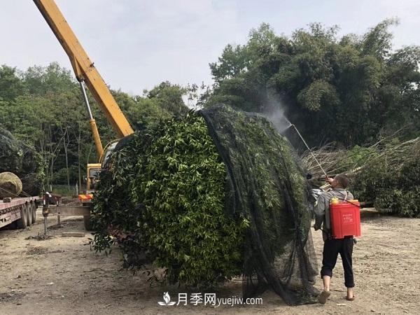 南陽(yáng)桂花基地，桂花移植的***佳時(shí)機(jī)是什么時(shí)候(圖3)