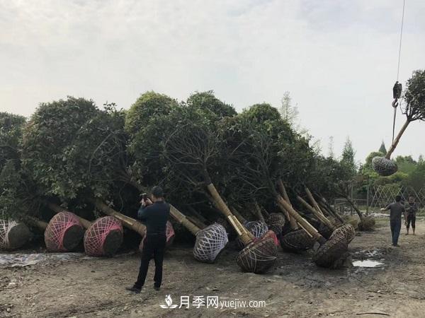 南陽(yáng)桂花基地，桂花移植的***佳時(shí)機(jī)是什么時(shí)候(圖2)